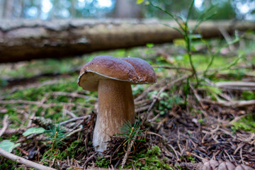 STEINPILZ . PORCINI . BOLETUS EDULIS