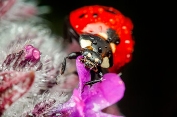 Beautiful ladybug on leaf defocused background