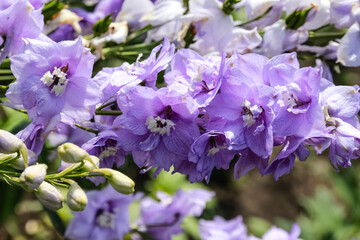 Naklejka premium Lilac, violet Delphinium flower closeup. The flower grows in the garden, looks like a bell.