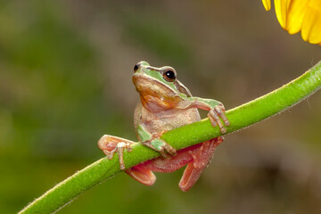 Beautiful Europaean Tree frog Hyla arborea 