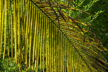 Tropical vegetation, Botanical Garden, Entebbe, Uganda