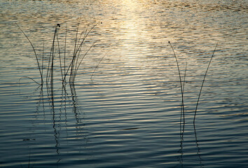 Sunset Reflections With Lake Reeds