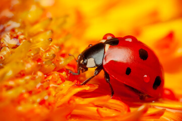 Beautiful ladybug on leaf defocused background