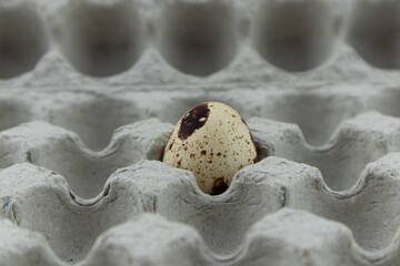 One spotted quail bird egg lies in a cardboard box. Close-up of food. Top view with space for text
