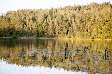 Fototapeta na wymiar The Evening Forest With Its Reflection