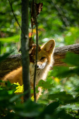 Young fox in Muskoka Ontario