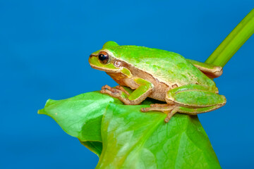 Beautiful Europaean Tree frog Hyla arborea 