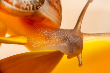 Close up  beautiful Snail in the garden