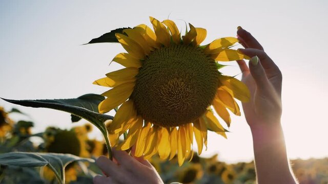 close-up women hands and sunflower. Woman divination, tearing petals off flower