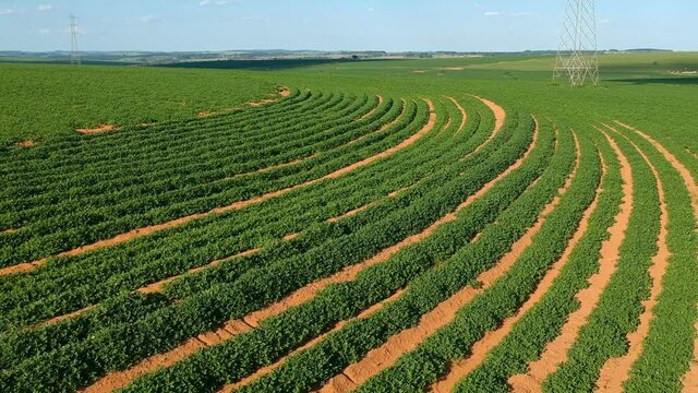 Aerial view from drone of peanut plant in field in Brazil