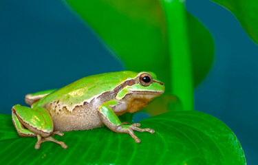 Beautiful Europaean Tree frog Hyla arborea 