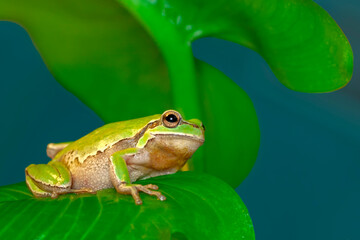 Beautiful Europaean Tree frog Hyla arborea 