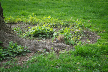 Obraz premium Gray squirrel eating a nut and sitting on the grass behind a tree trunk