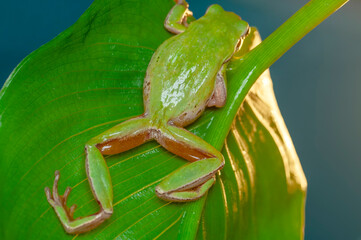 Beautiful Europaean Tree frog Hyla arborea 