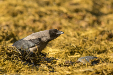 Young hooded crow, Corvus cornix, calling on a field of algae in Northern Norway, Europe