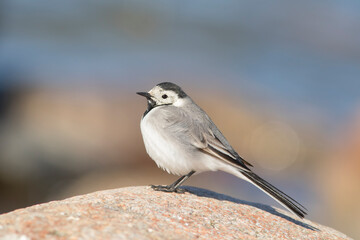 Little white wagtail (Motacilla alba) standing on a stone on a sunny day in Estonian seaside