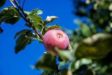 red apples on the tree in the garden. selective focus