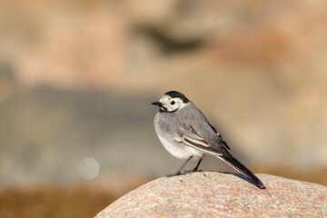 Little white wagtail (Motacilla alba) standing on a stone on a sunny day