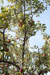 Apple Tree