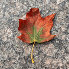 Dry Maple Leaf On Marble Sidewalk Close-up.