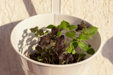 Young sprouts of basil growing in a pot hanging on balcony wall. Natural morning light. Soft selective focus.