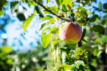 red apples on the tree in the garden. selective focus