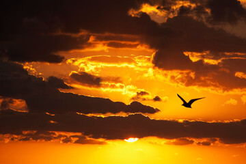 Silhouette of a bird in the sky at sunset