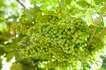 Close-up of a bunch of grapes, Fatima Valley, Chilecito, La Rioja Province, Argentina