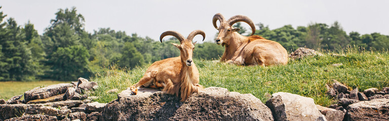 Group of barbary sheep wild goats antelope lying resting on rocks on summer day. Herd of wild Texas aoudad goats with large curvy horns outdoors in savanna park. Web banner header.