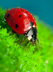 Beautiful ladybug on leaf defocused background