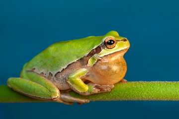 Beautiful Europaean Tree frog Hyla arborea 