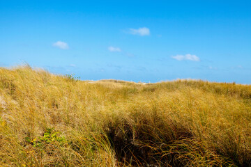 Fototapeta premium Dried grass in a field