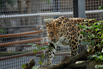 Portrait of a beautiful leopard close-up. Leopard on black bacground