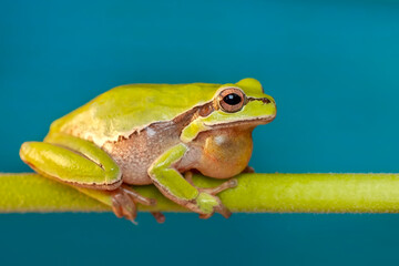 Beautiful Europaean Tree frog Hyla arborea 