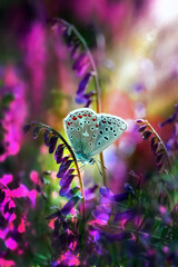Macro shots, Beautiful nature scene. Closeup beautiful butterfly sitting on the flower in a summer garden. © blackdiamond67