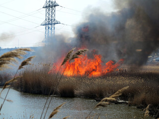 Fire, wildfire, conflagration, burning reeds and trees near the road under high-voltage wires