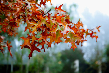 Maple tree in autumn