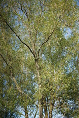 Willow (Salix)