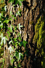 Ivy on tree trunk