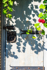 Old door with creeping grape plant