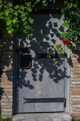 Old door with creeping grape plant