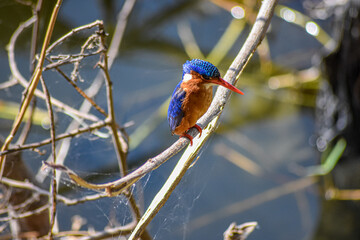 close up of a small, colorful and exotic Malachite kingfisher in Lake Awasa, Ethiopia