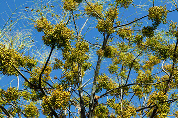 Low angle view of a tree