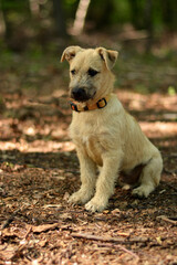 Cute beautiful border terrier puppy dog posing in autumn forest