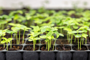 Growing one week germination tray of purple passion fruit vine sprouts, species Passiflora edulis, commonly used as garden ornamental climber besides agriculture production.