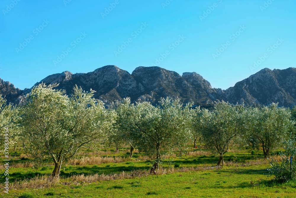 Wall mural trees with mountain range in the background