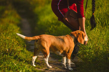 Naklejka na ściany i meble beagle dog walking in the park