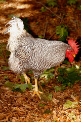 Rooster in a farm, Amish Farm, Lancaster, Pennsylvania, USA