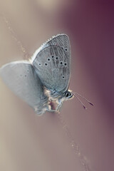 butterfly on reflective surface