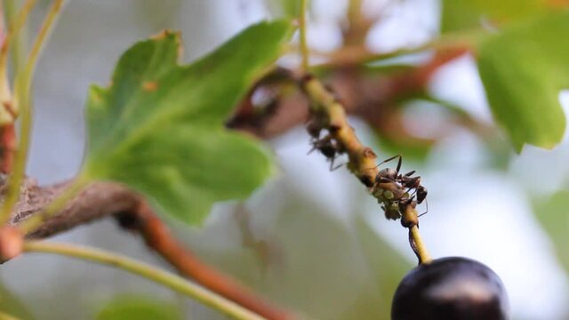 Macro photography. Ants milk aphids and climb black currants